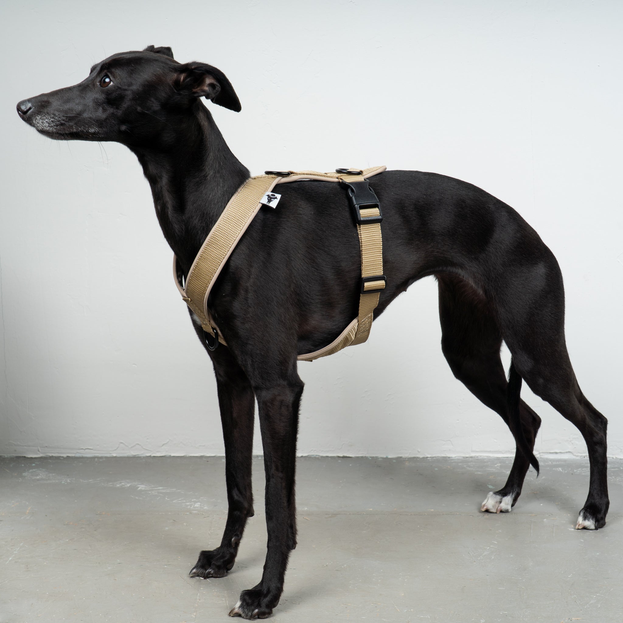 SOFTSHELL DOGHARNESS Sighthound Sand