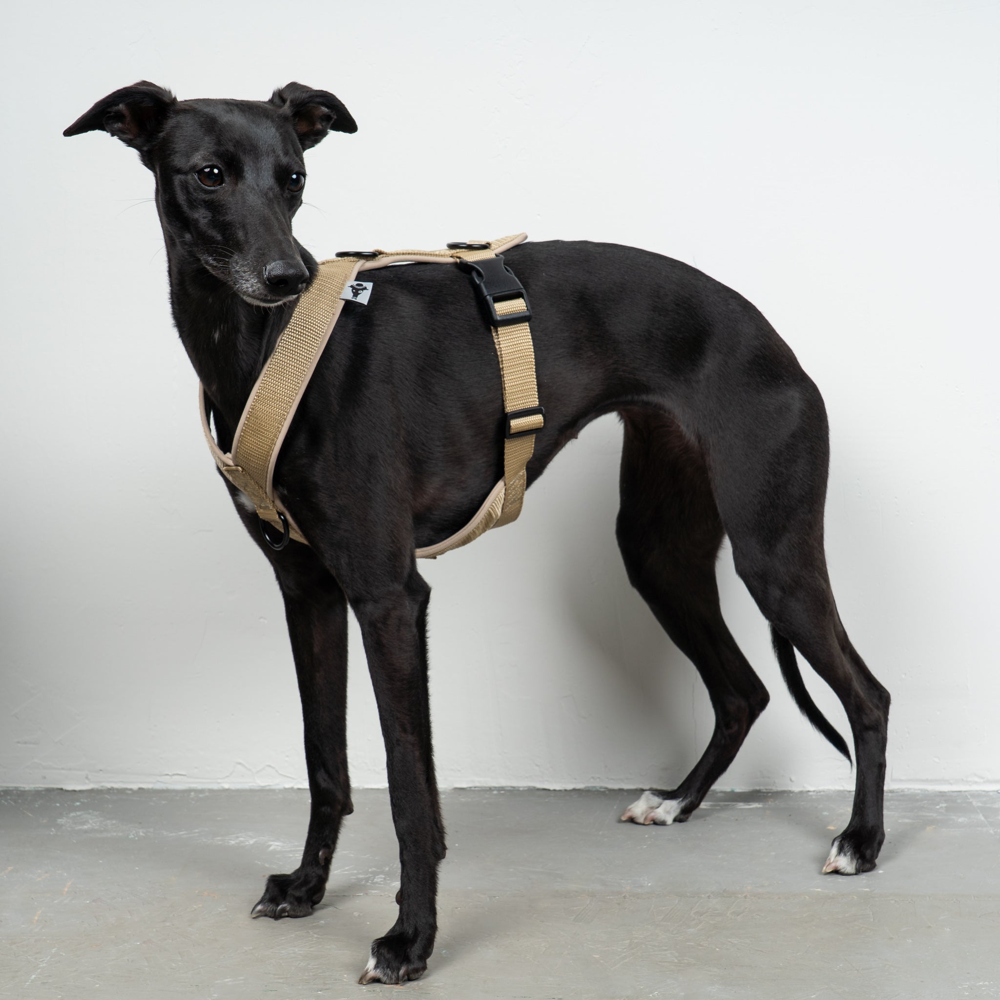 SOFTSHELL DOGHARNESS Sighthound Sand