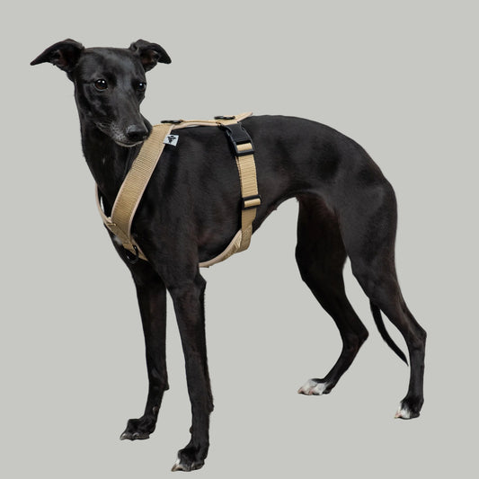 SOFTSHELL DOGHARNESS Sighthound Sand