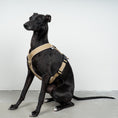 Load image into Gallery viewer, SOFTSHELL DOGHARNESS Sighthound Sand
