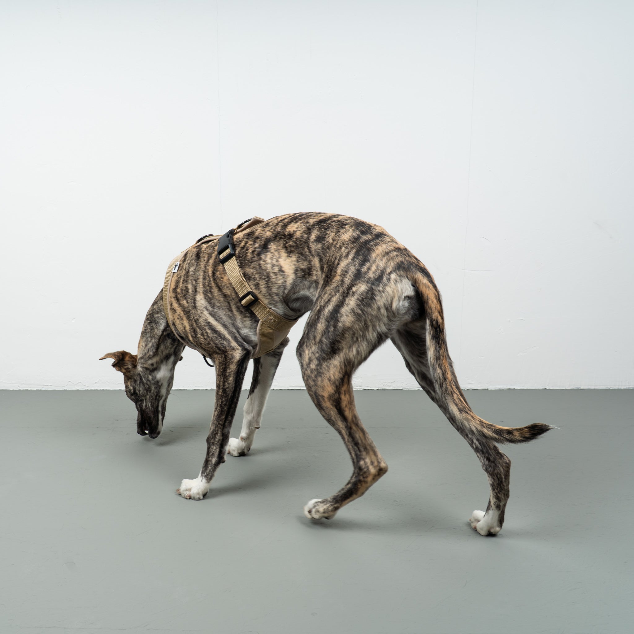 SOFTSHELL DOGHARNESS Sighthound Sand
