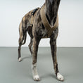 Load image into Gallery viewer, SOFTSHELL DOGHARNESS Sighthound Sand
