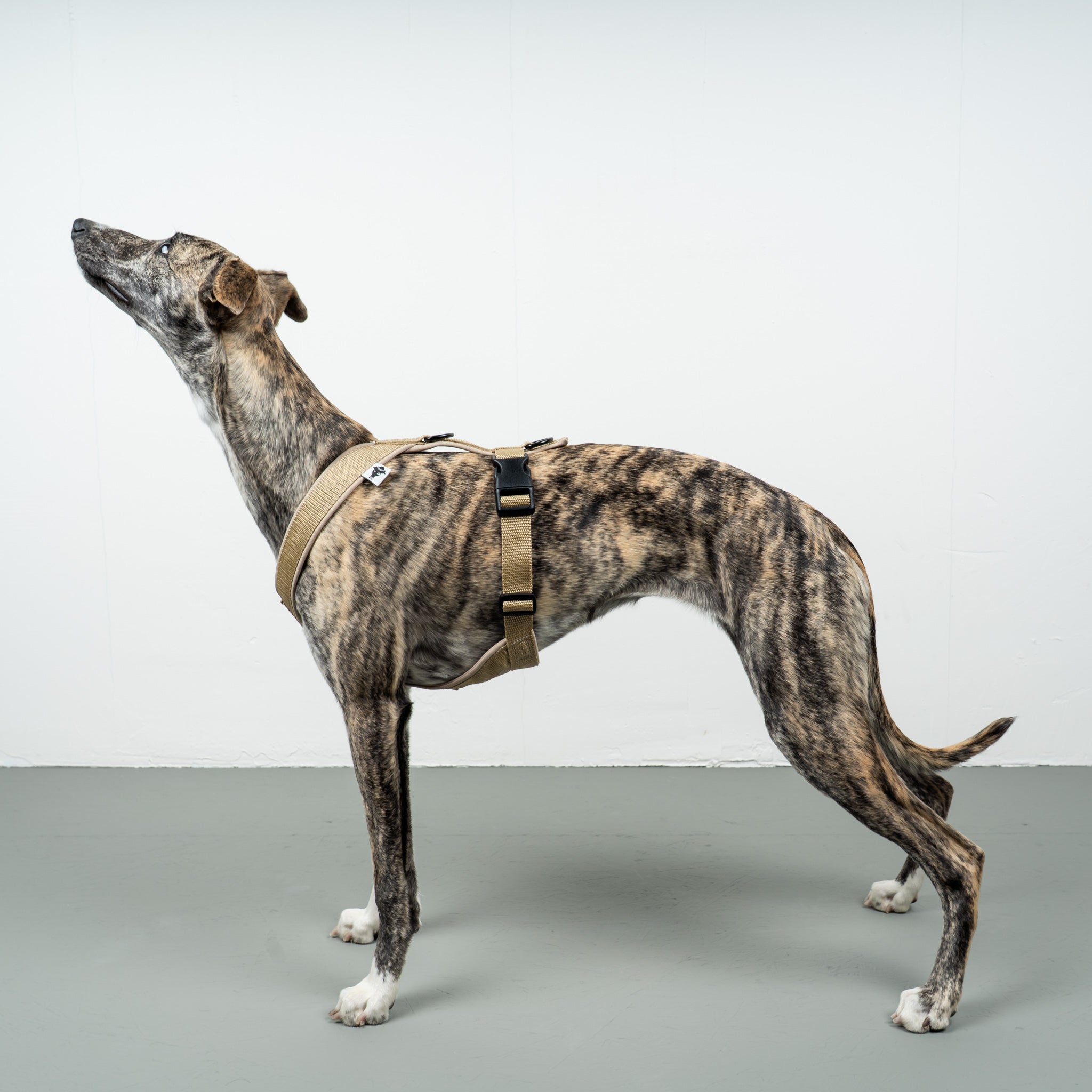 SOFTSHELL DOGHARNESS Sighthound Sand