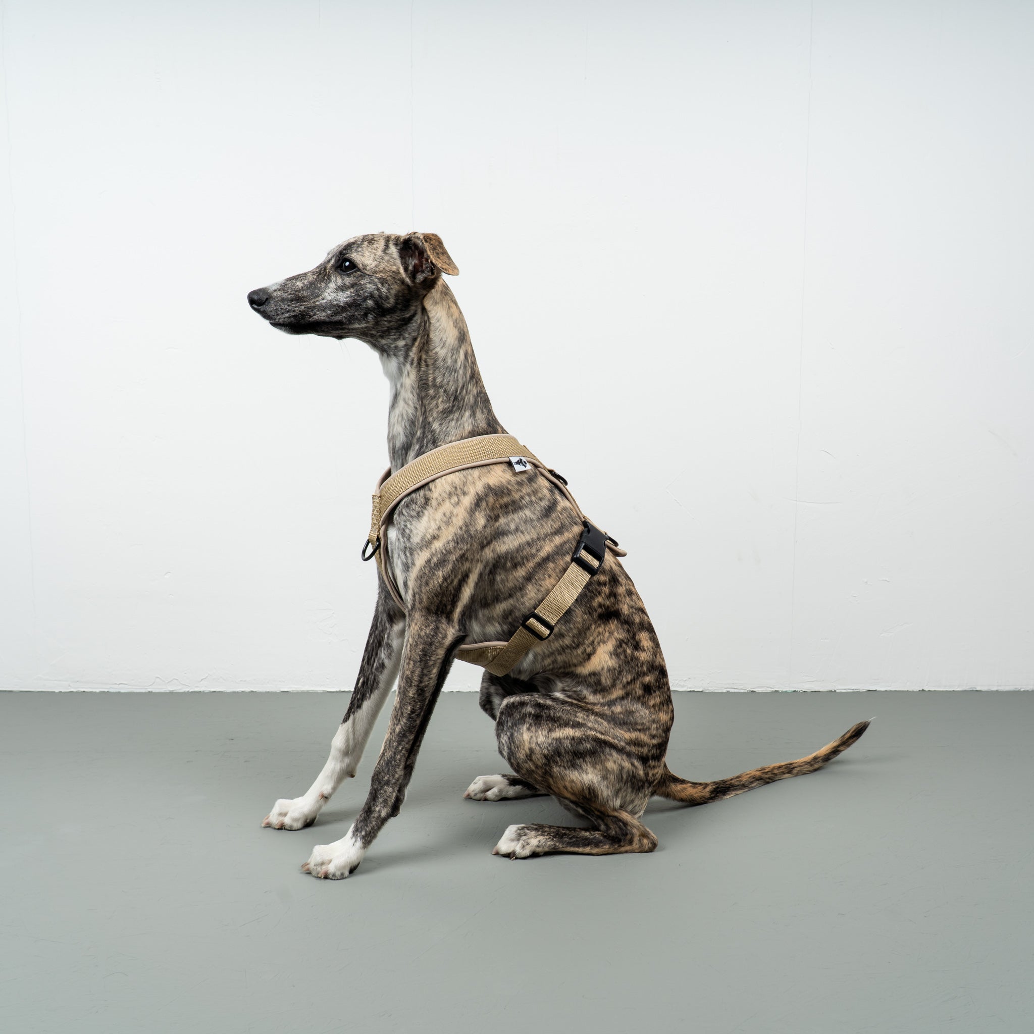 SOFTSHELL DOGHARNESS Sighthound Sand