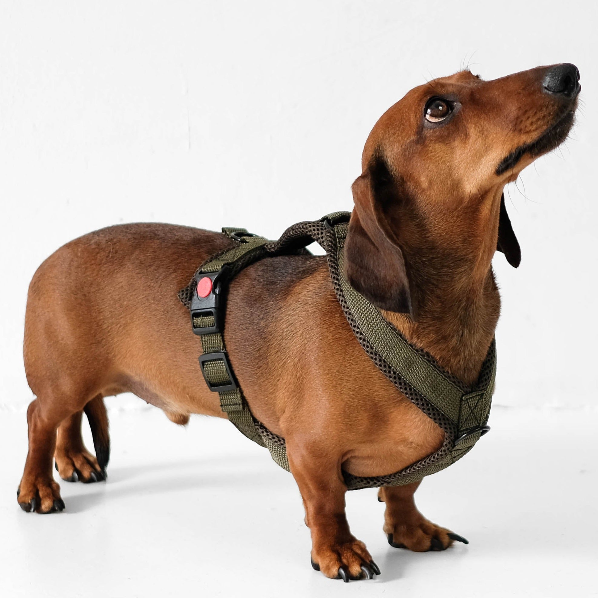 Miniature Dachshund Harnesses, Coats, Clothes and Accessories