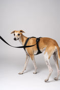 Load image into Gallery viewer, Whippet im maßgeschneiderten Windhundgeschirr aus Dark Olive Softshell – kombiniert mit Leine
