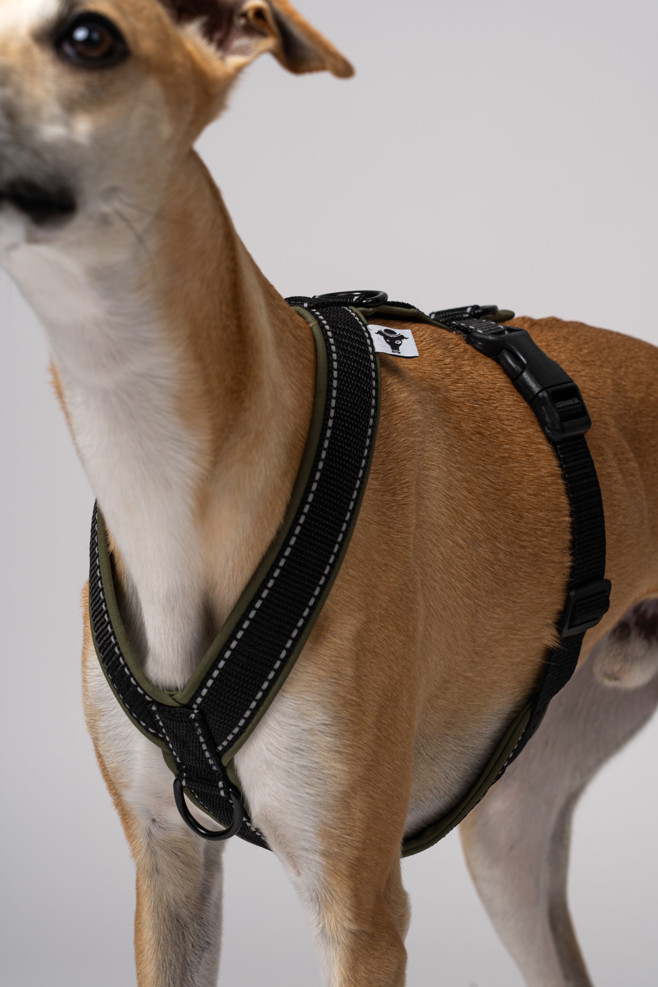 Detailansicht des Softshell-Geschirrs in Dunkeloliv – reflektierende Elemente und perfekte Passform für Whippets