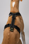 Load image into Gallery viewer, Rückenansicht des Whippets im Windhundgeschirr – anatomisch geformt und handgenäht in Berlin
