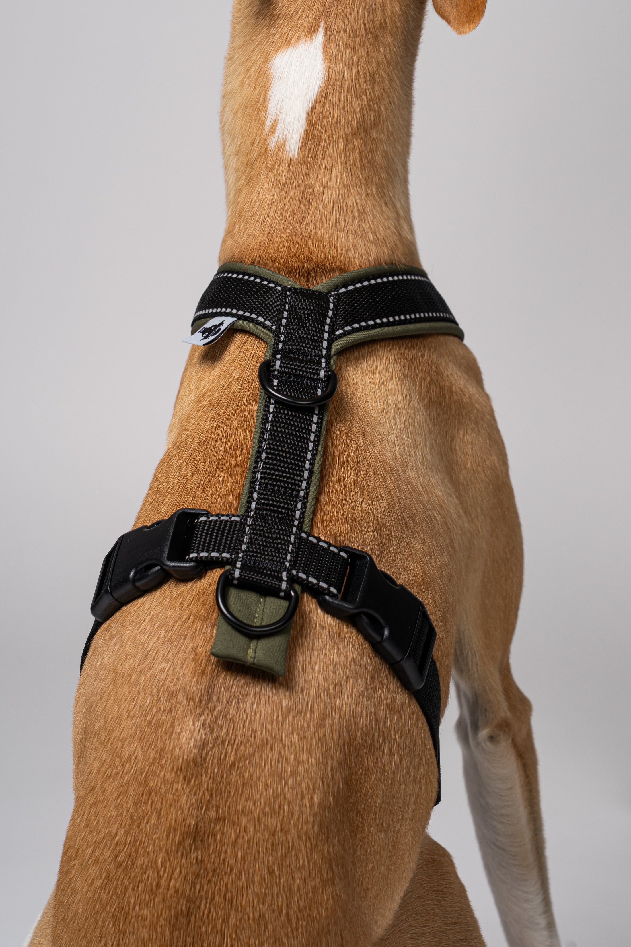 Rückenansicht des Whippets im Windhundgeschirr – anatomisch geformt und handgenäht in Berlin
