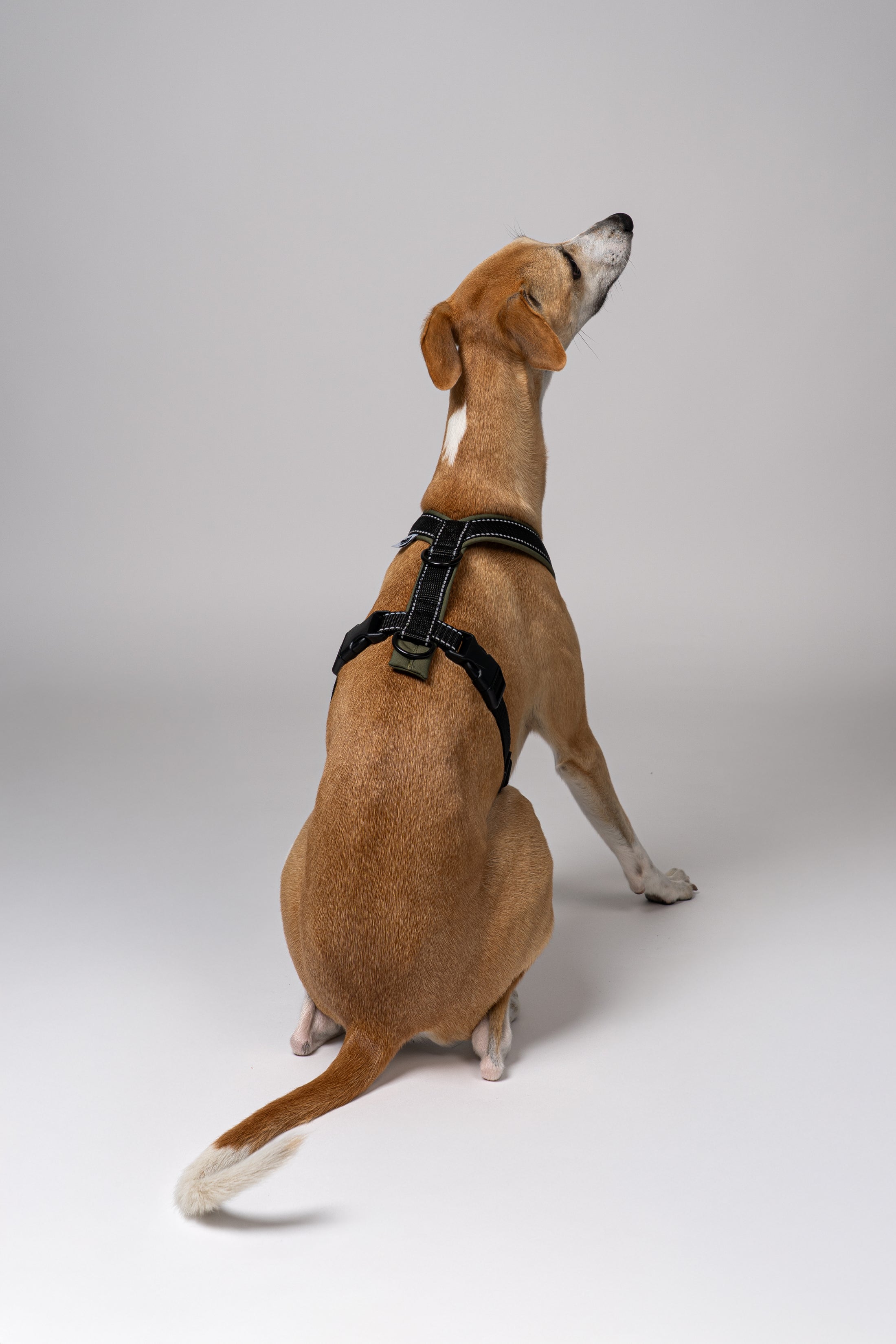 Ergonomisches Geschirr aus Softshell für Windhunde – dunkles Olivgrün mit reflektierenden Nähten