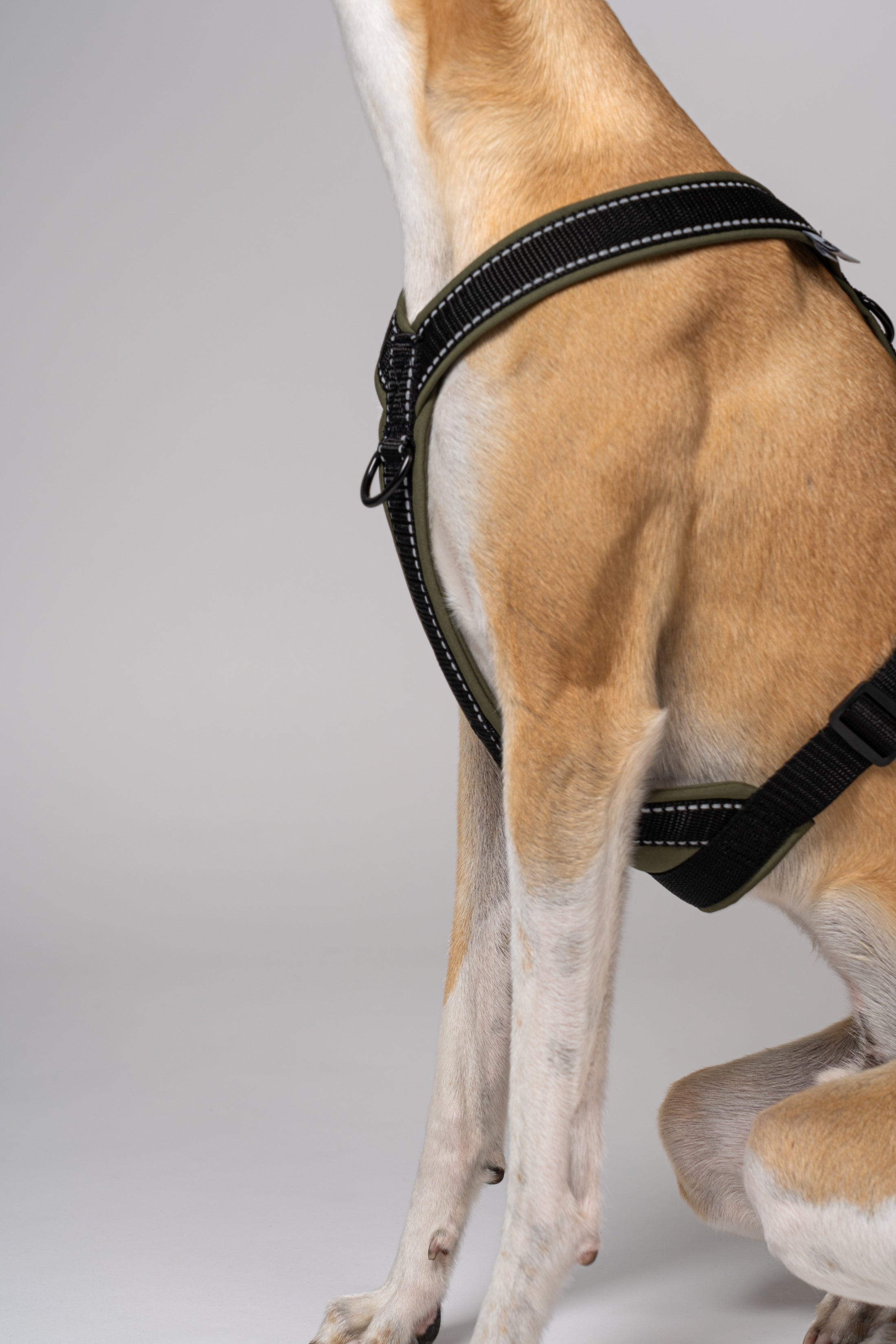 Weiches, wetterfestes Softshell-Geschirr für Windhunde – Whippet zeigt Passform und Funktionalität