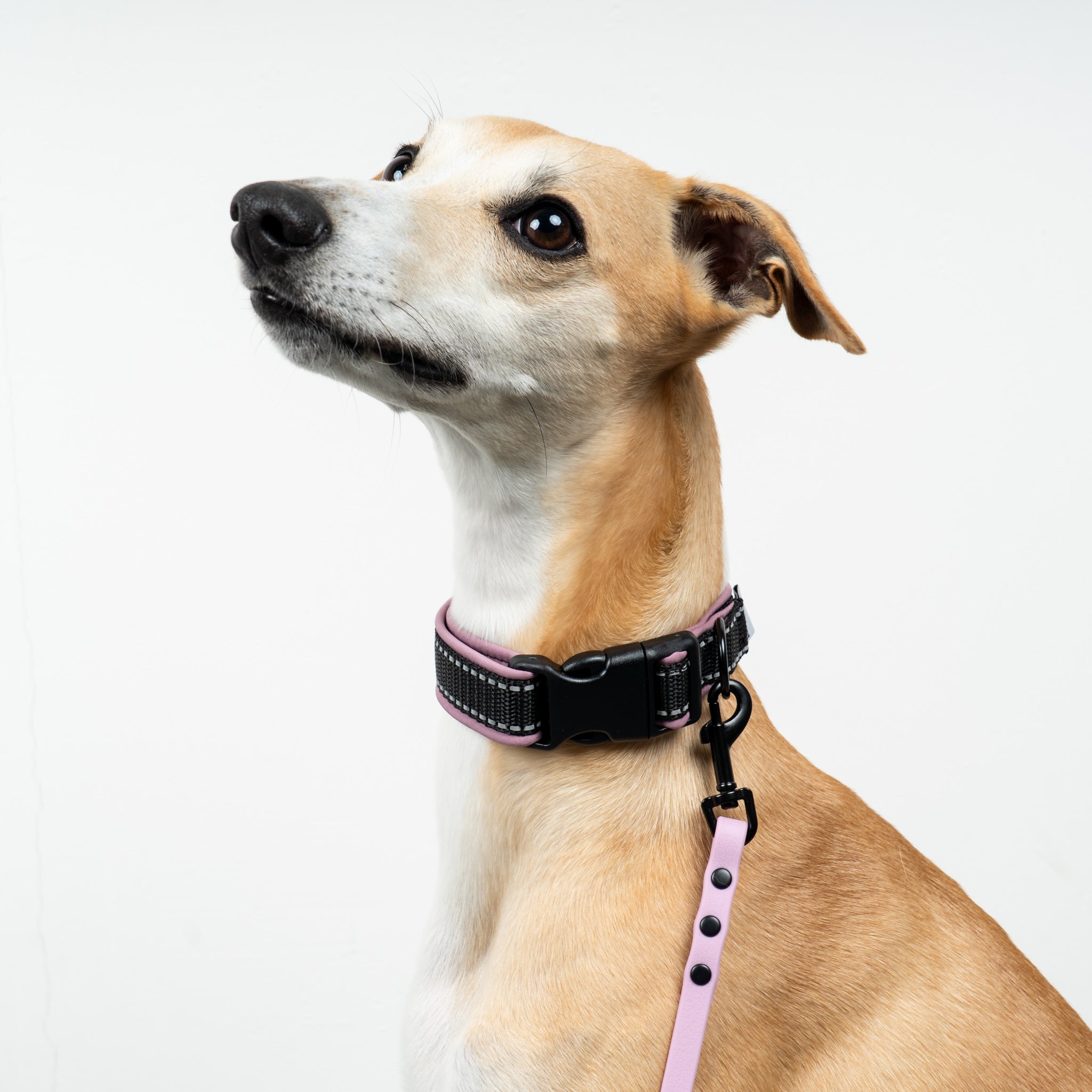 Softshell Halsband Orchid