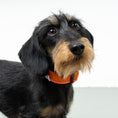 Load image into Gallery viewer, Softshell Halsband Neon Orange
