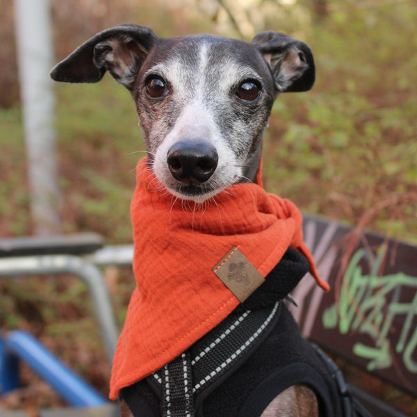 Hundebandana aus Baumwollmusselin