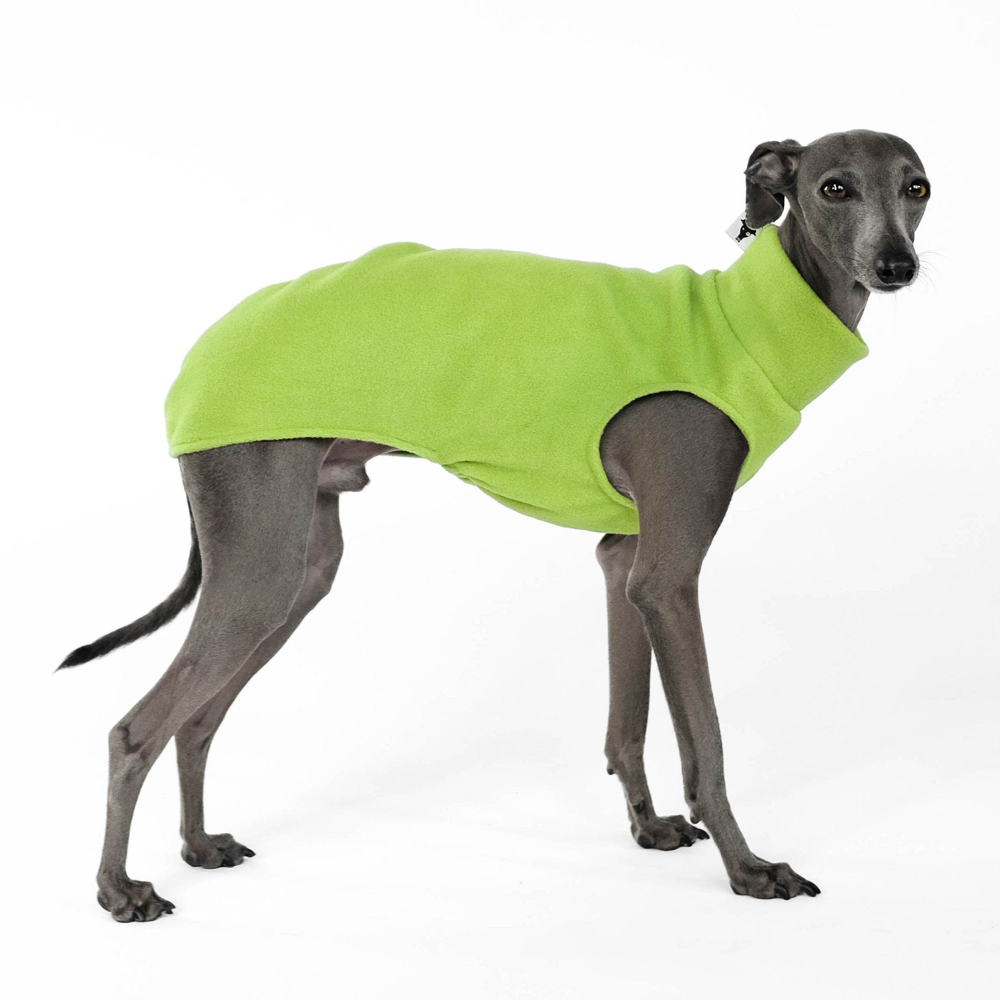 Long Shirt for Italian Greyhound