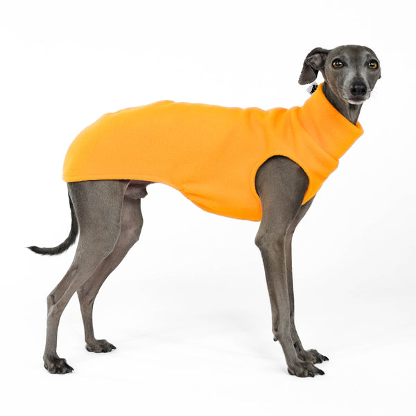 Long shirt for italian greyhound