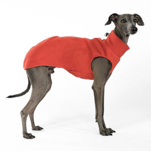 Long Shirt for italian greyhound