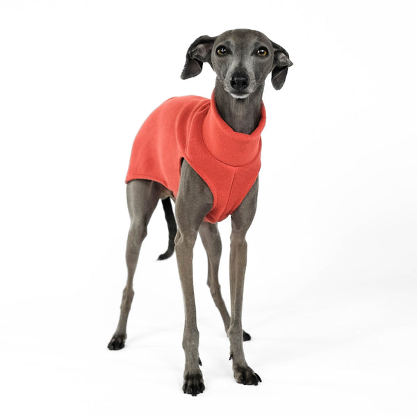 Long Shirt for Italian Greyhound