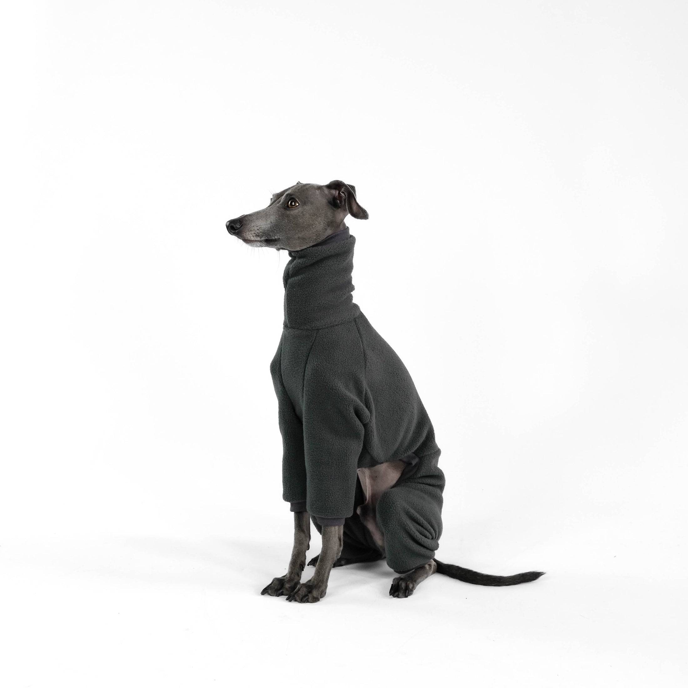 Italienisches Windspiel Kleidung