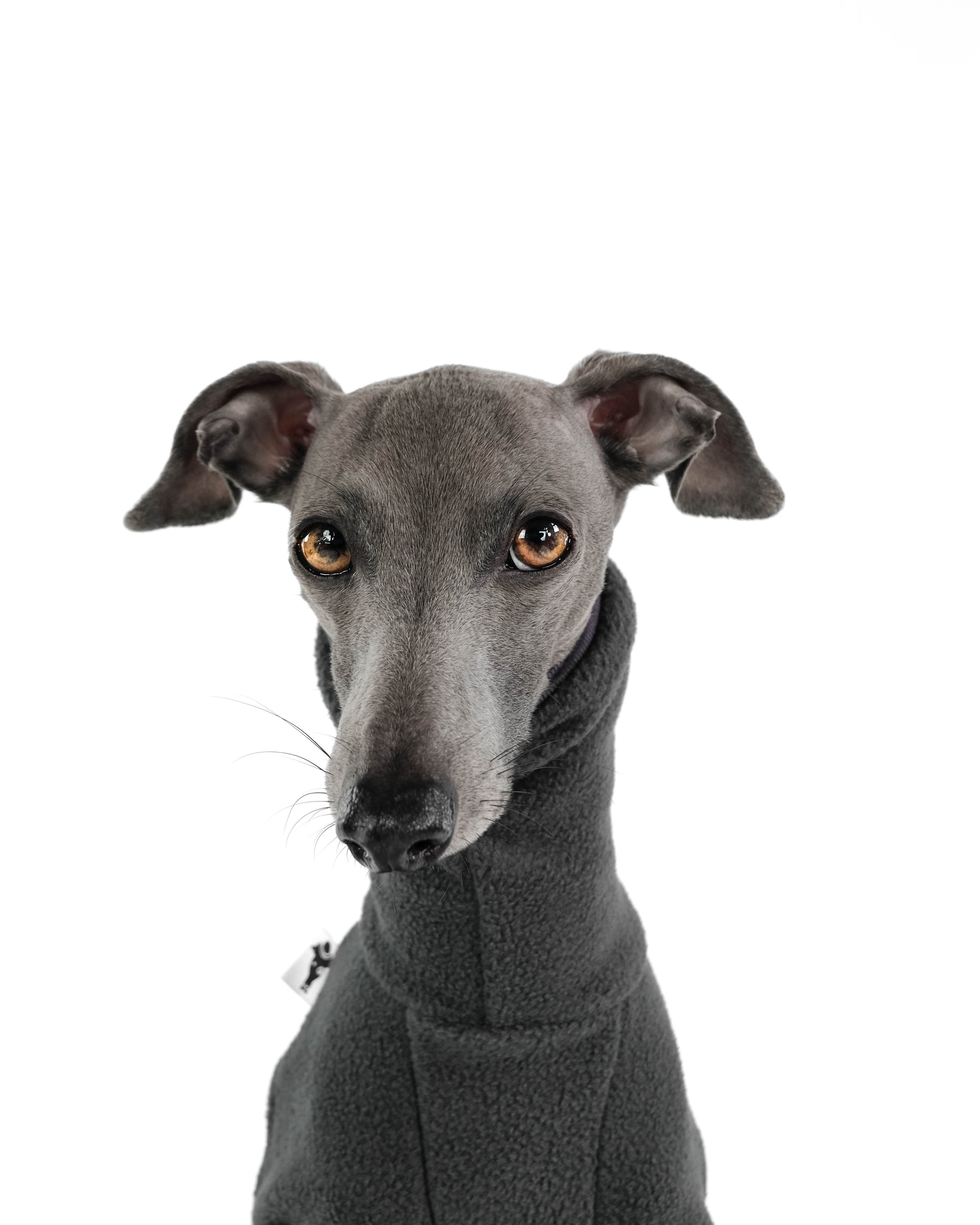 Italian Greyhound