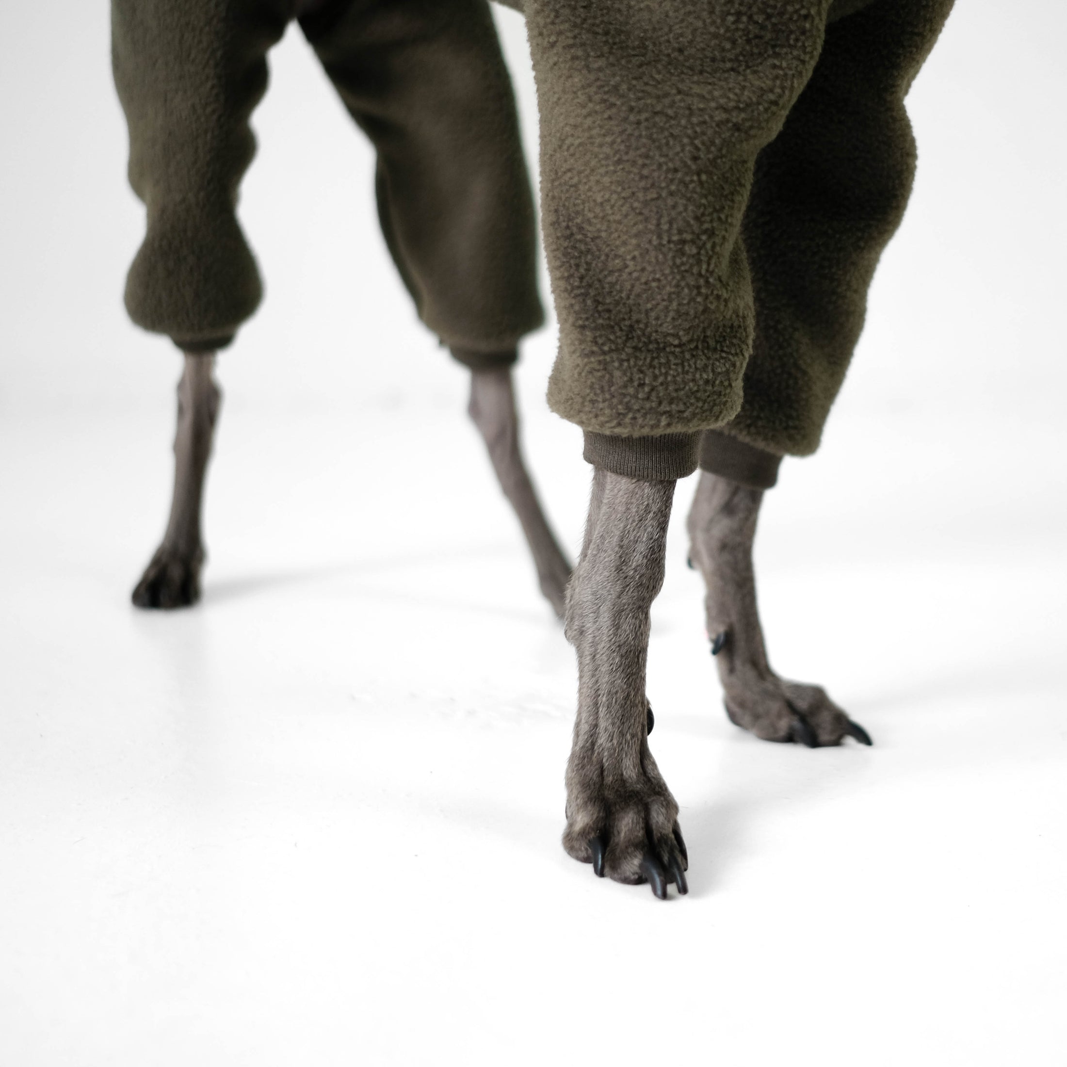 Italienisches Windspiel Pflege