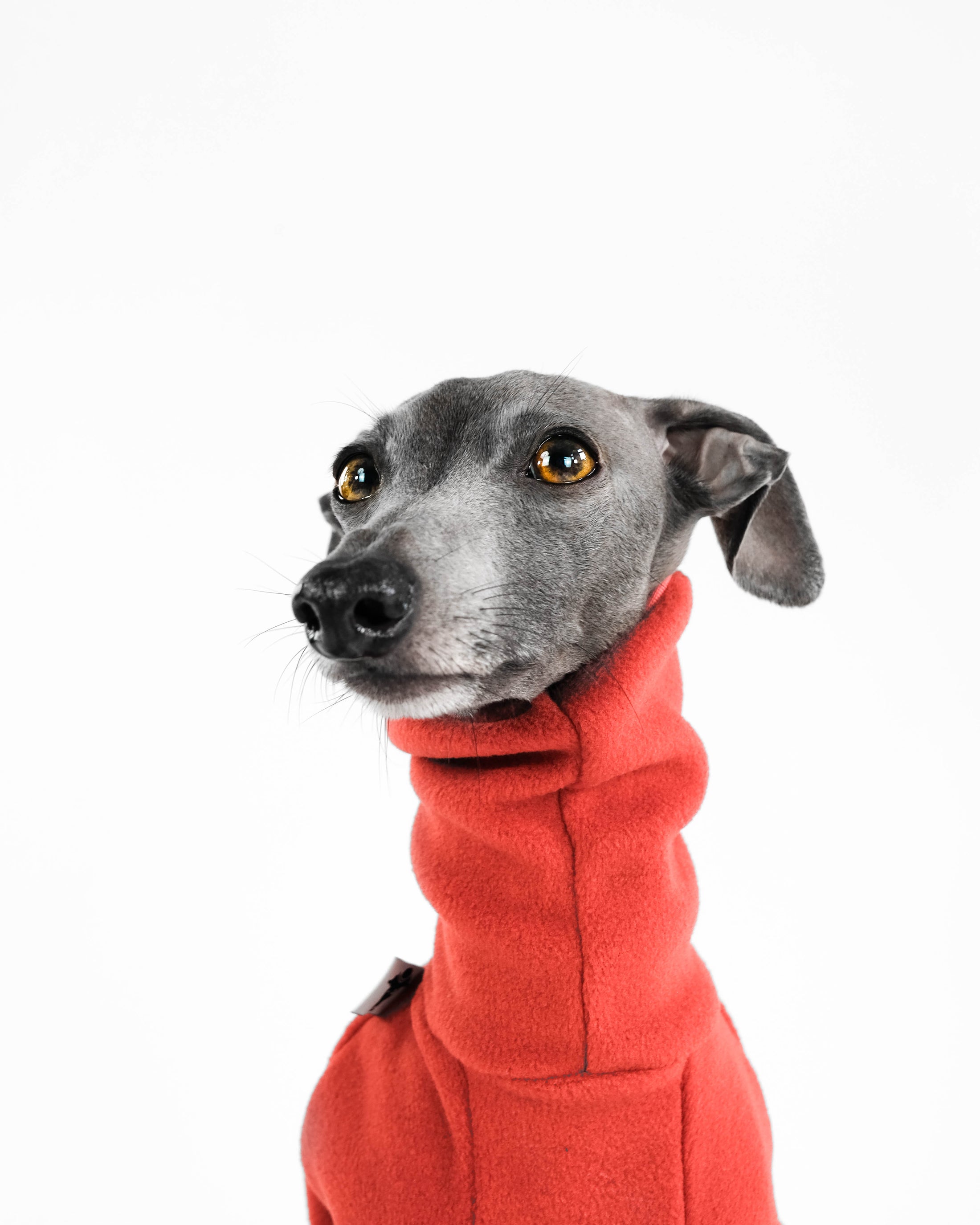 Italienisches Windspiel