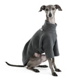 Load image into Gallery viewer, PULLOVER for Italian Greyhound in Graphite

