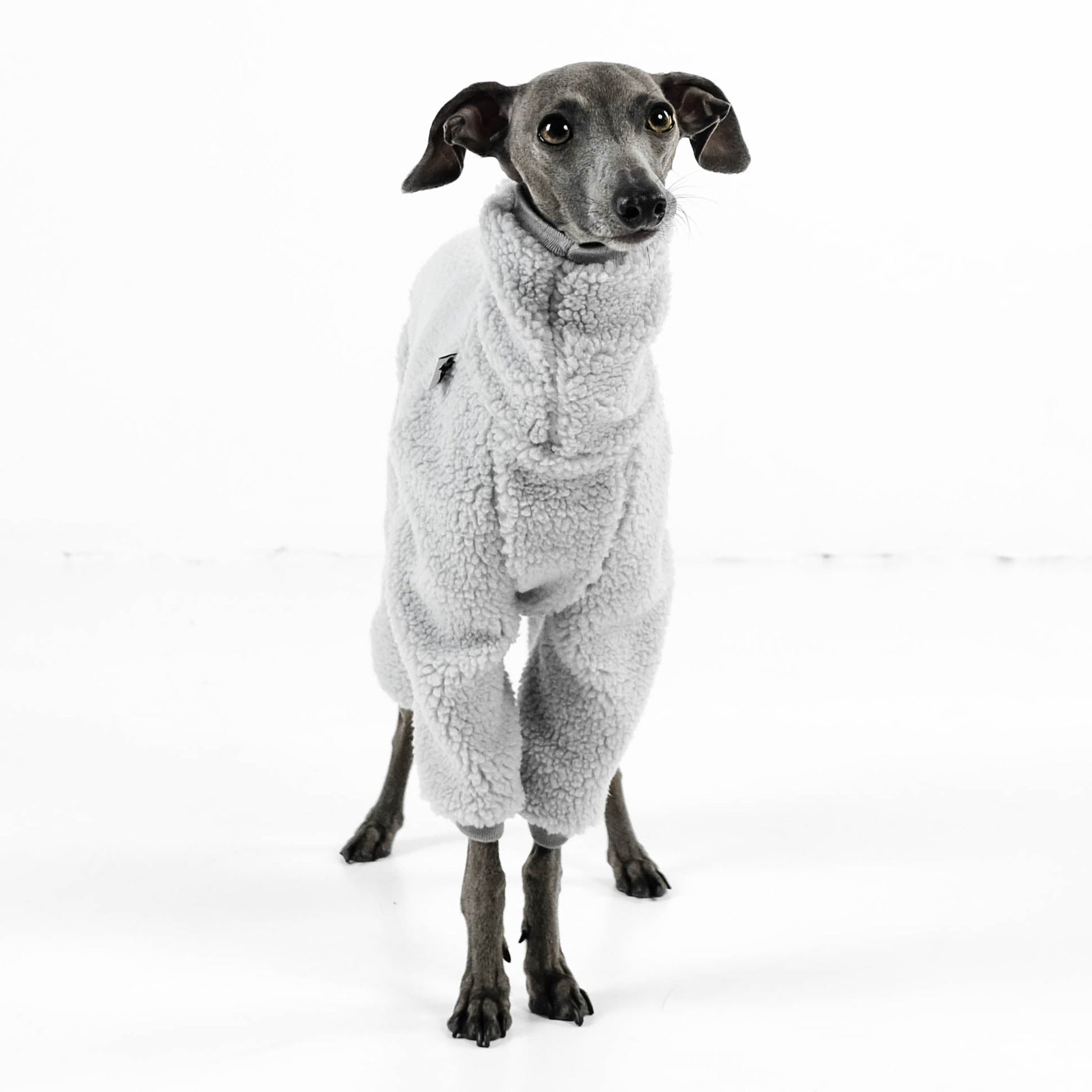 Italian Greyhound Teddy PJ