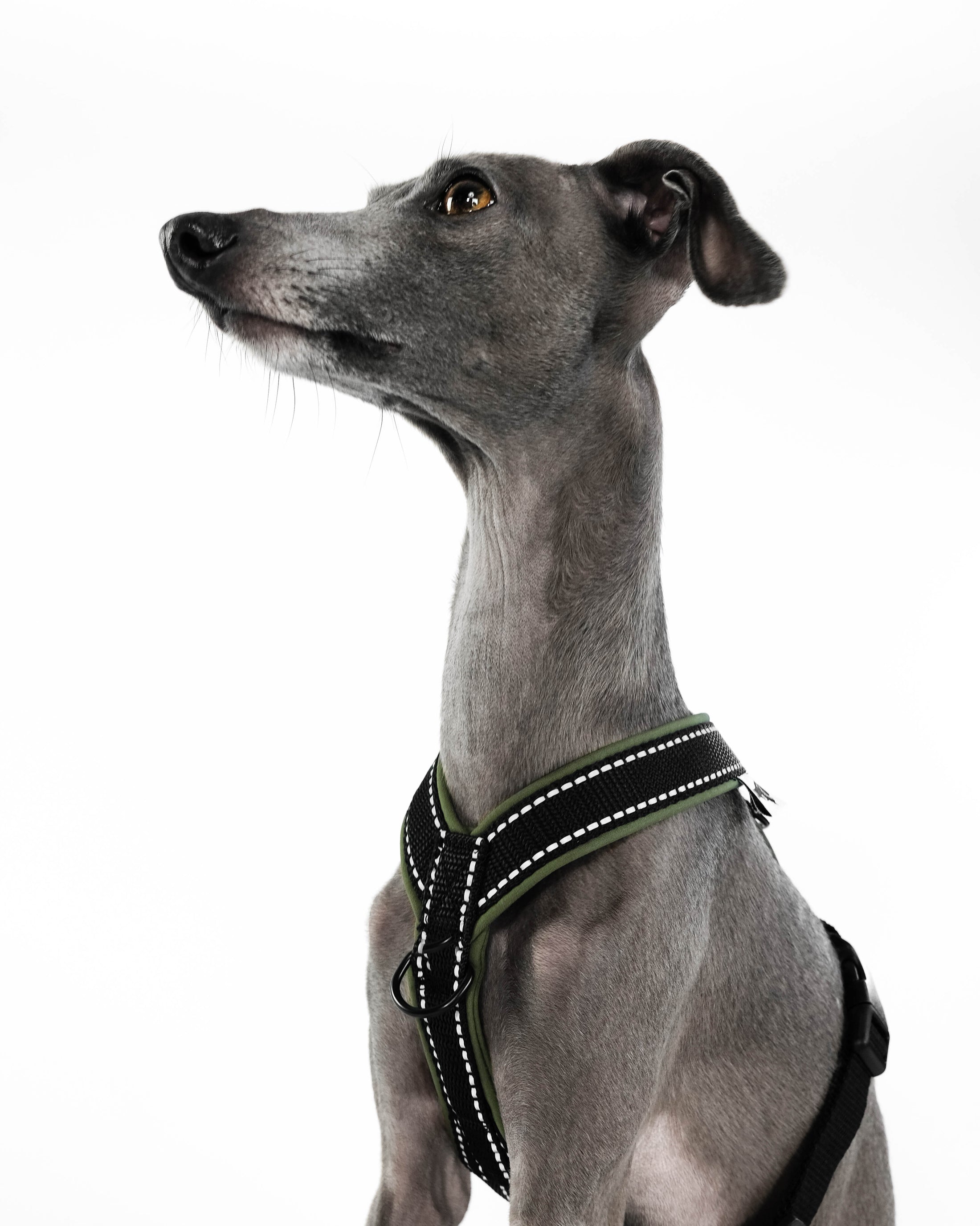 Windspiel Geschirr Khaki