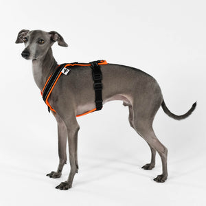 IG Softshell Harness Neon Orange