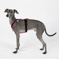 Load image into Gallery viewer, IG Softshell Harness Neon Pink
