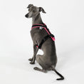 Load image into Gallery viewer, IG Softshell Harness Neon Pink
