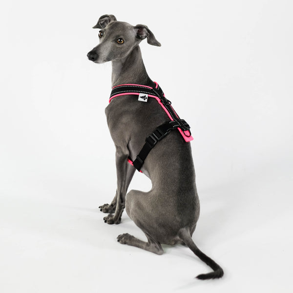 IG Softshell Harness Neon Pink