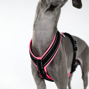 IG Softshell Harness Neon Pink