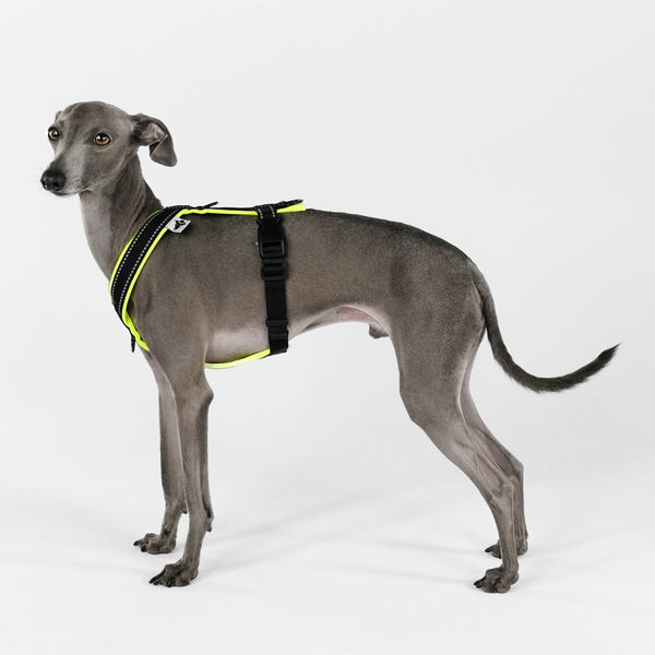 IG Softshell Harness Neon Yellow