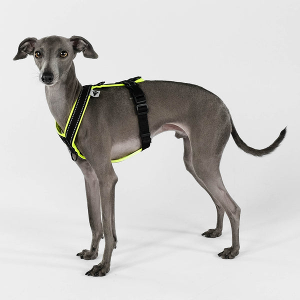 IG Softshell Harness 