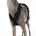 Load image into Gallery viewer, Italian Greyhound Harness
