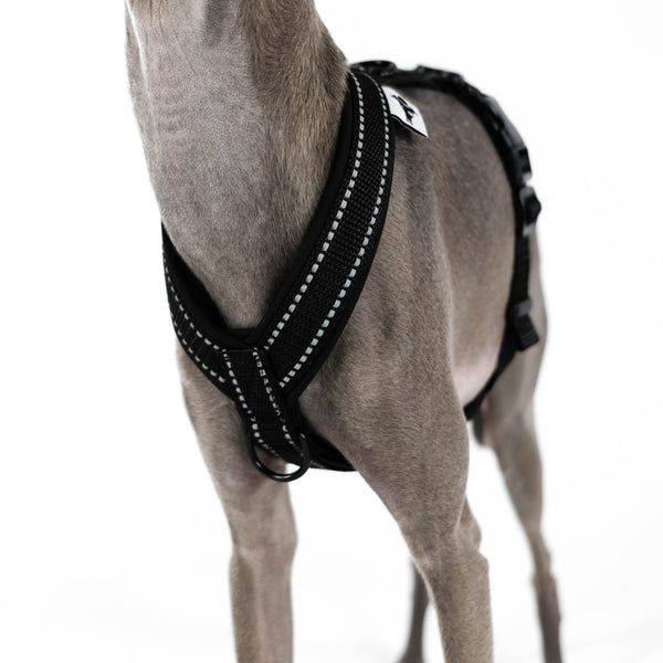 Italian Greyhound Harness