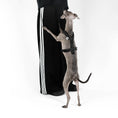 Load image into Gallery viewer, Italian Greyhound Harness

