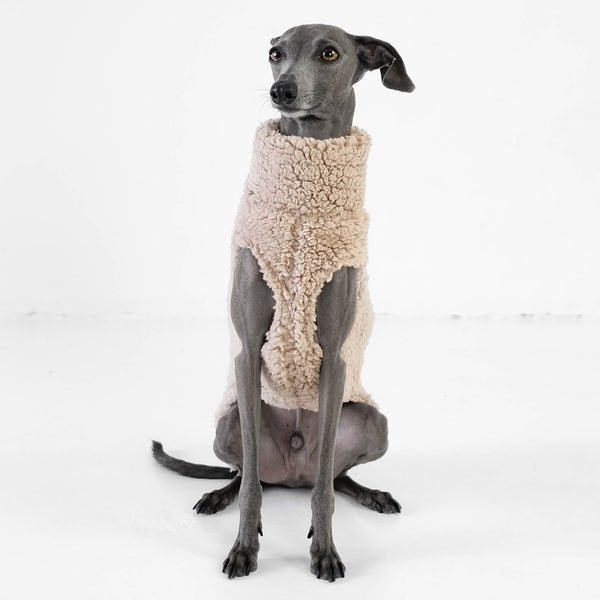 Teddy Sweater for Italian Greyhound