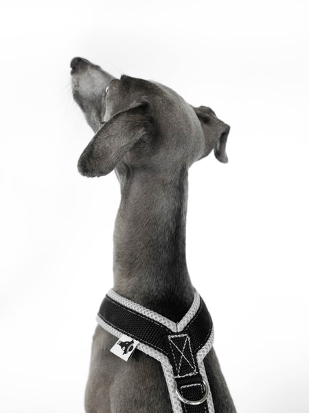 y-harness for italian greyhound