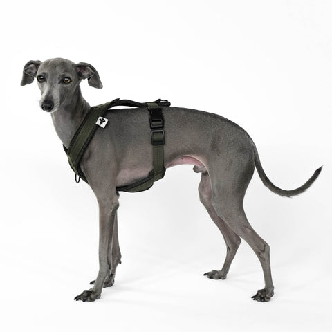 Italian Greyhound Harness