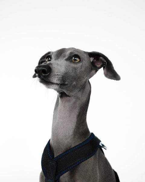 Italian Greyhound