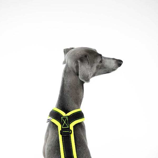 Italian Greyhound