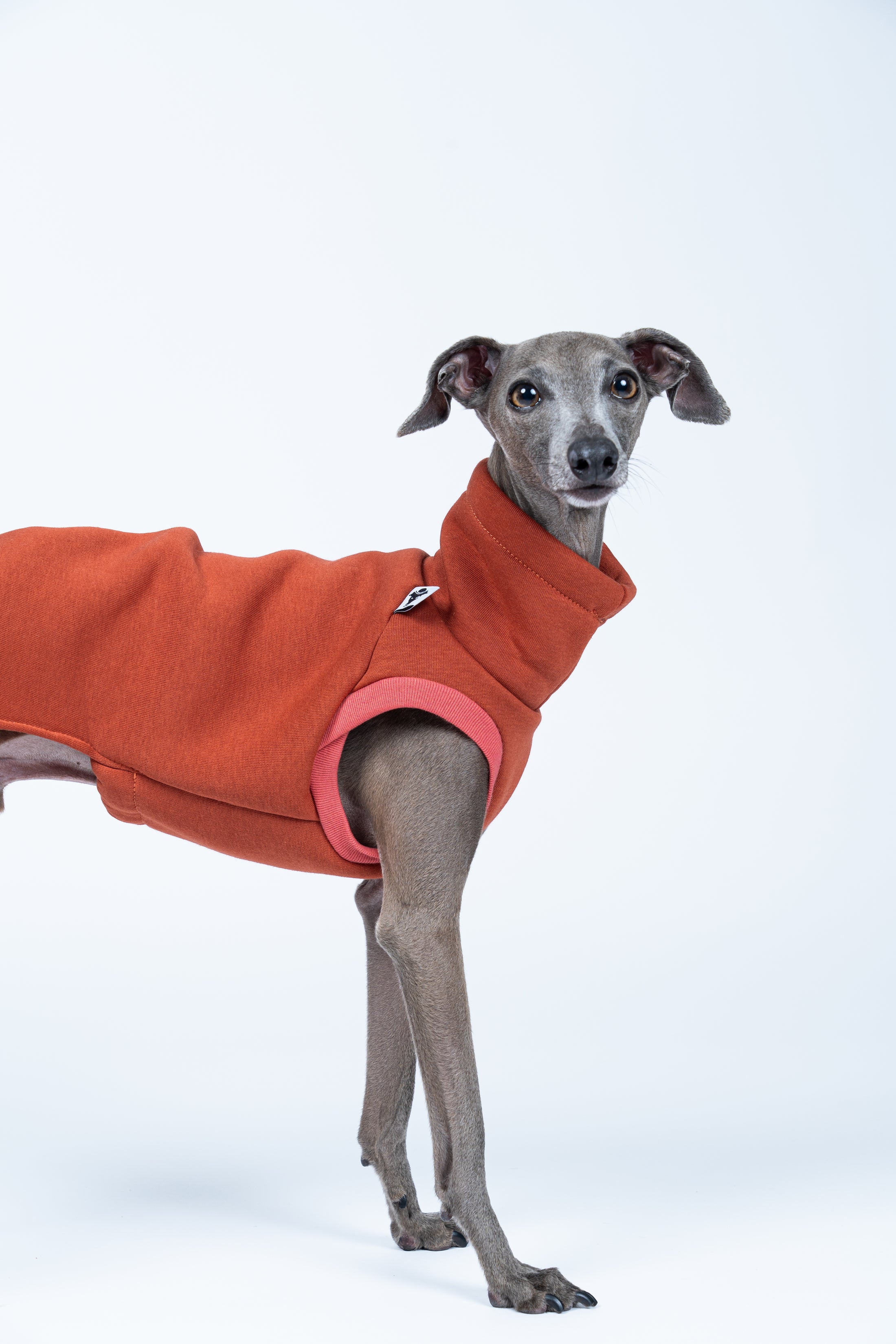 Windspiel steht seitlich im Sweat Shirt – warmer Farbton und bewegungsfreundlicher Schnitt