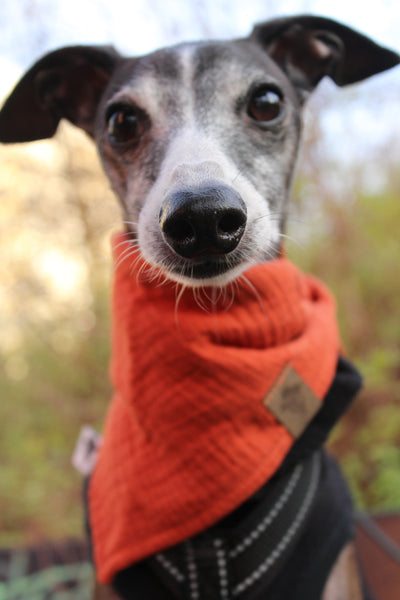 Hundehalstuch Brick Red