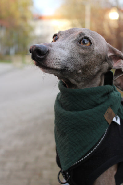 Hundehalstuch Forest Green