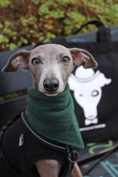 Hundehalstuch Forest Green