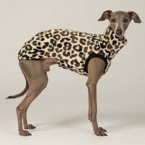 Italienisches Windspiel trägt gemütliches Fleece-Long Shirt im Leoparden-Look