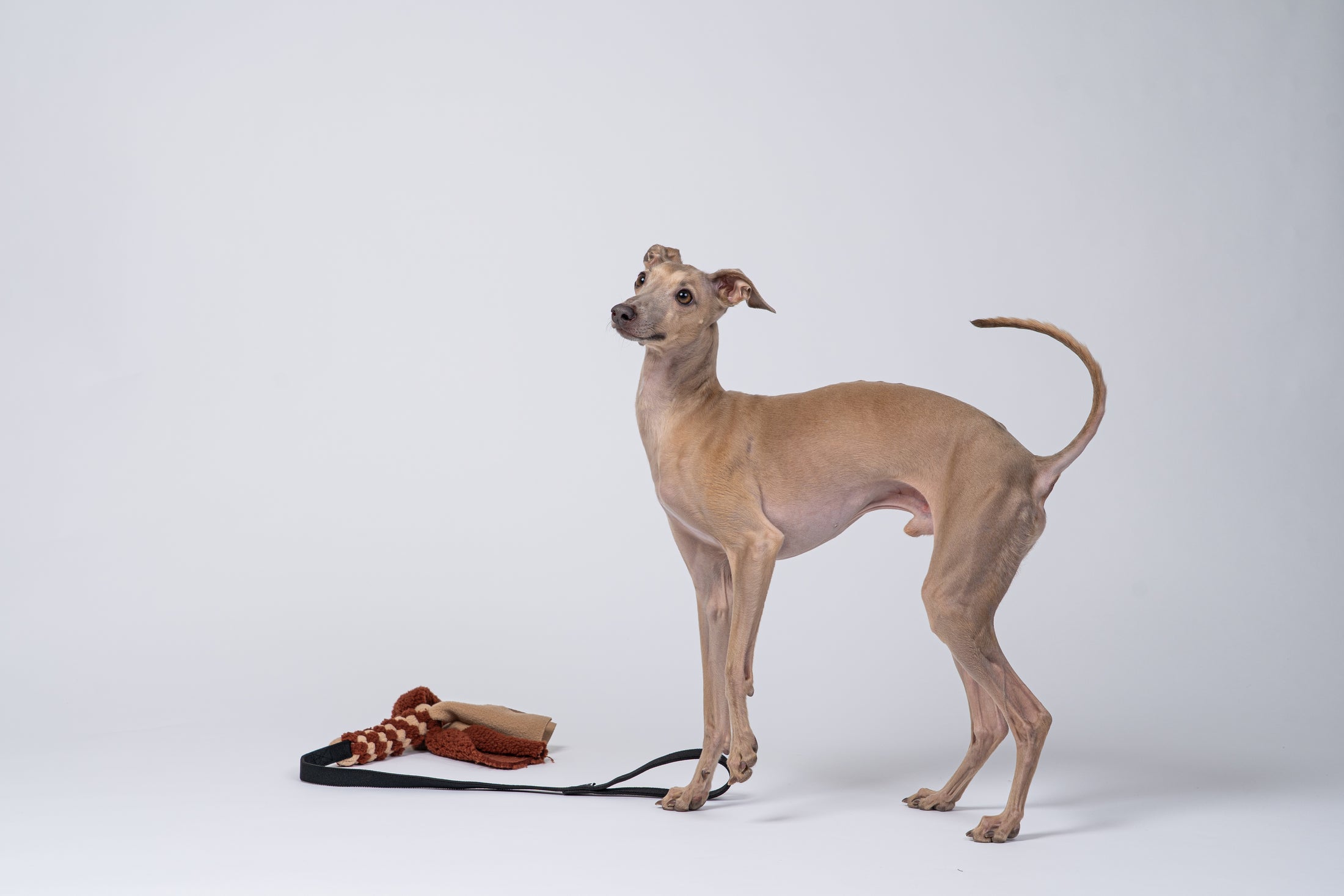 Windspiel posiert neben dem handgefertigten Karma Hund Bungee-Tau.